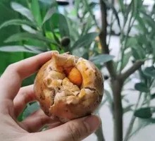 Salted Egg Yolk Whole Wheat Baguette