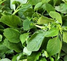 Purslane Salad