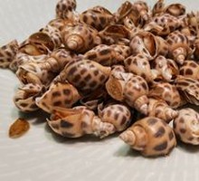 Salt-Baked Flower Snail