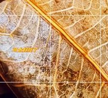 Stuffed glutinous rice chicken