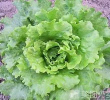 Lettuce