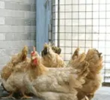 Homestyle Free-Range Chicken