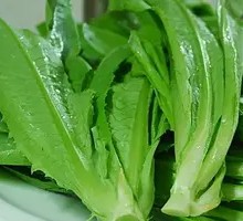 Oilseed lettuce