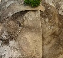 Fresh Beef Tripe from the Slaughterhouse