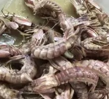 Mantis Shrimp Stir-fry