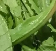 Oilseed lettuce