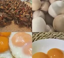 Farmhouse Ginger Fried Egg
