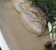 Steamed Mandarin Fish