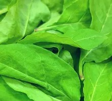 Goji Leaf