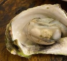 Xisha Oyster