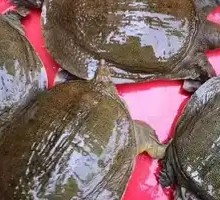 Softshell Turtle