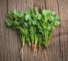 Charcoal-grilled Cilantro