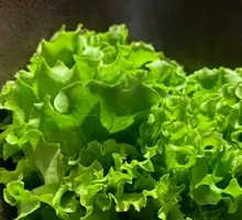 Lettuce