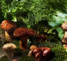 Wild Mushrooms