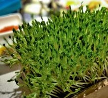 Living Organic Bean Sprouts