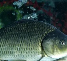 Huo Xiang Thousand Island Large Crucian Carp