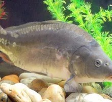 Fried Tofu with Naked Carp