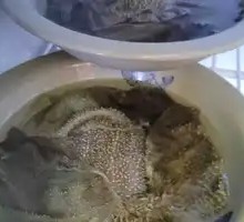 Fresh Beef Tripe from the Slaughterhouse