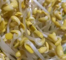 Bean sprouts