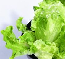 Lettuce