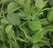 Pea Tips