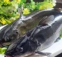 Qian Fish