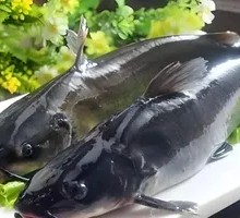 Fresh Gui Fish