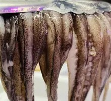 Fresh Squid