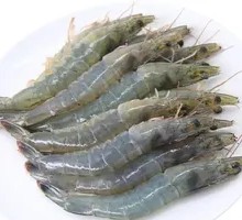 Fresh Shrimp