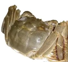 Yangcheng Lake Crab