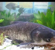 Signature Catfish
