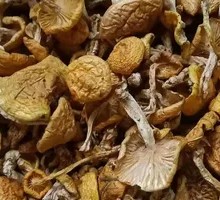 Special Chestnut Mushroom