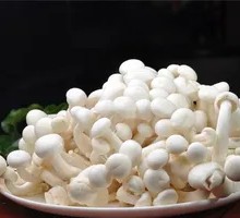 White Cloud Mushroom