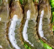 Freshwater Shrimp
