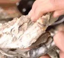 Fresh and Flavorful Oysters