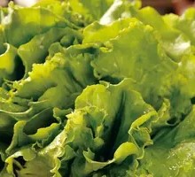 Lettuce