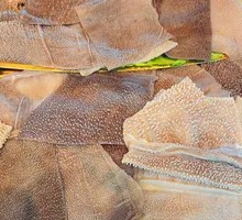 Torn Fresh Beef Tripe