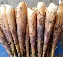 Bitter Bamboo Shoots
