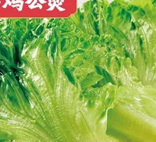 Lettuce