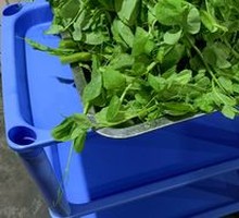 Pea Shoots