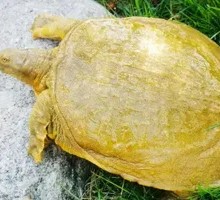 Softshell Turtle Hot Pot