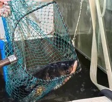 Spineless Guizhou Fish