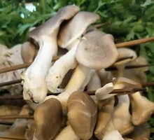 Enoki Mushroom
