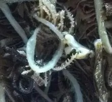 Black Layered Shredded Vegetables