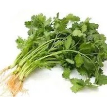 Cilantro