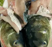 Deep-water Bighead Carp