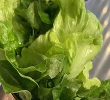 Lettuce