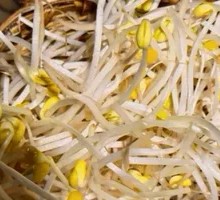 Bean sprouts