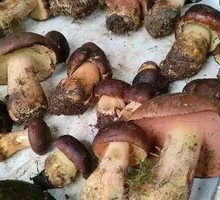 Red Onion and Chanterelle Mushroom Stir-fry