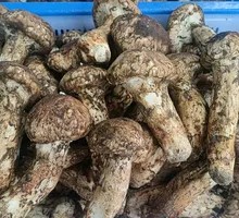 Songrong Mushroom